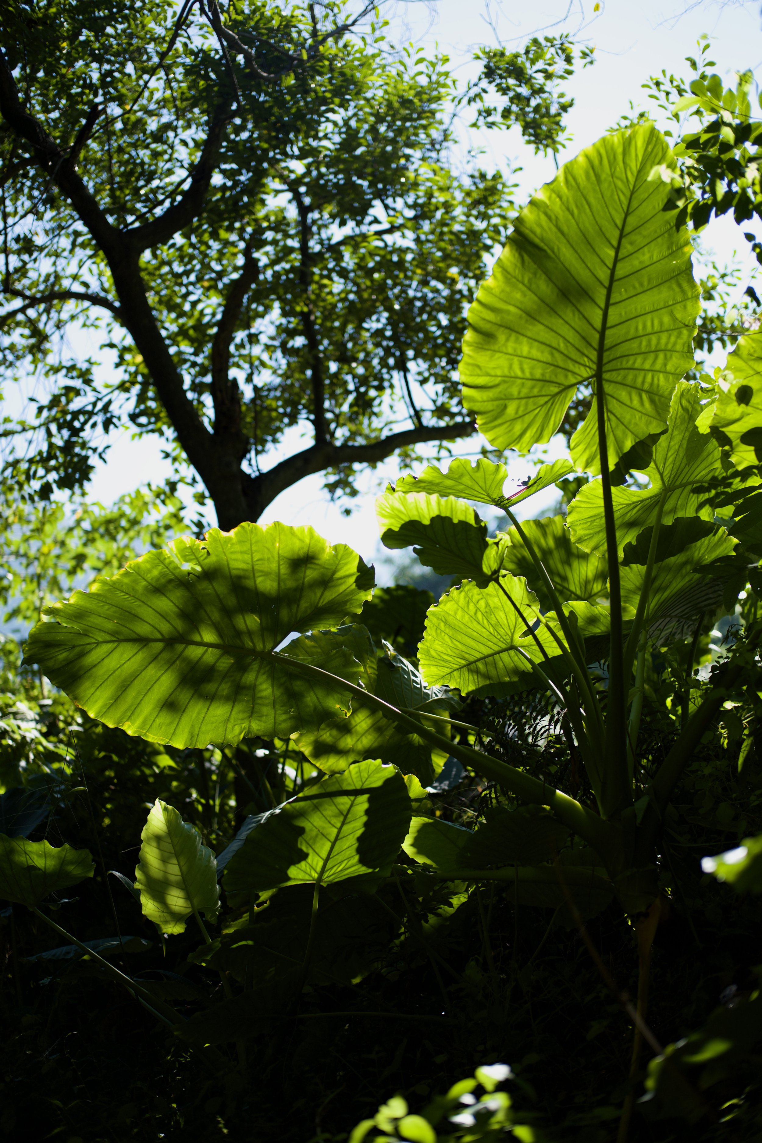 Mountain tea plantation