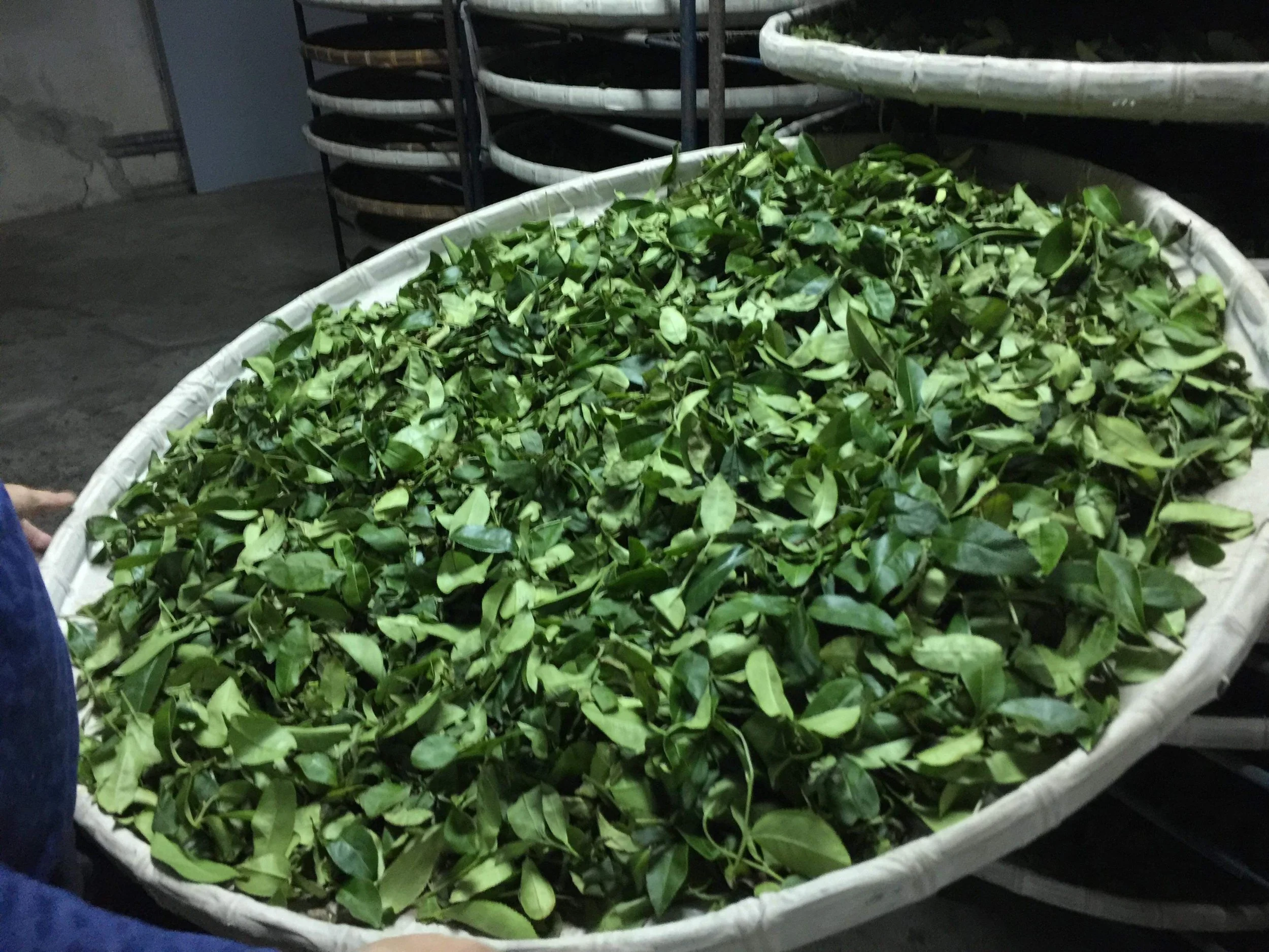 Traditional tea craftsmanship