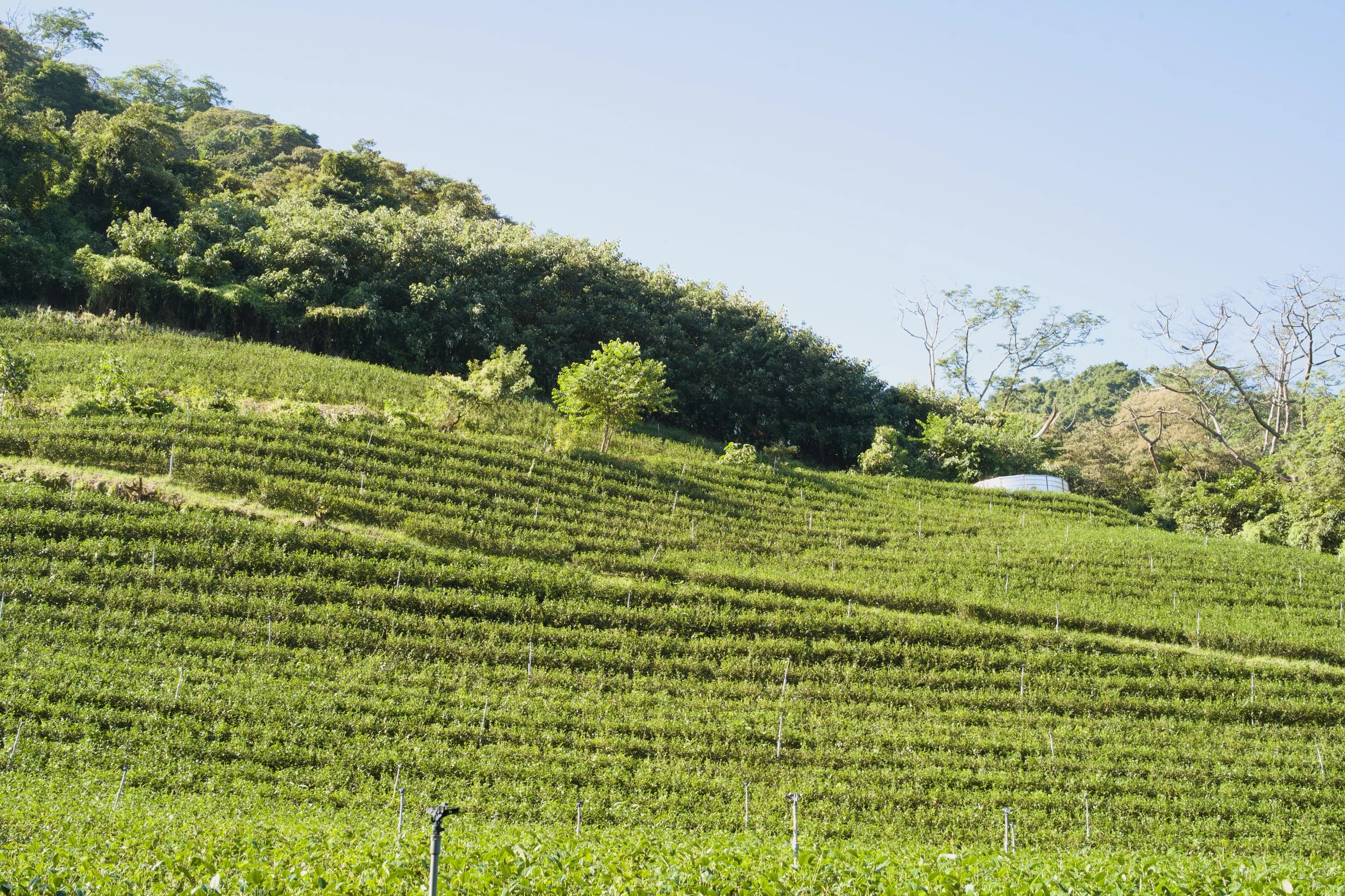 Sustainable tea farming