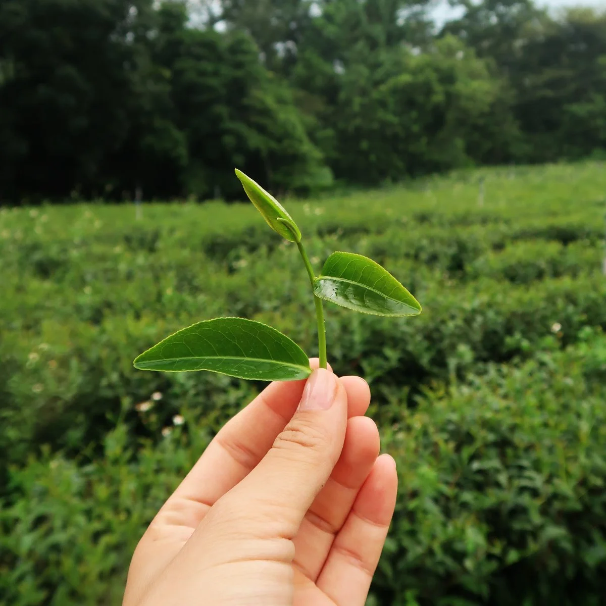 Premium loose leaf tea